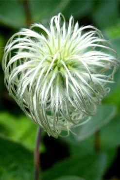 Clematis Integrifolia (Solitary Bush Clematis) - 1 Gallon Pot 14 Clematis Integrifolia (Solitary Bush Clematis) - 1 Gallon Pot -Outdoor Garden Store clematis integrifolia soiltary bush clematis 6