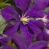 Jakmanii Purple Clematis - 1 Gallon Pot 2 Jakmanii Purple Clematis - 1 Gallon Pot -Outdoor Garden Store clematis jackmanii 7