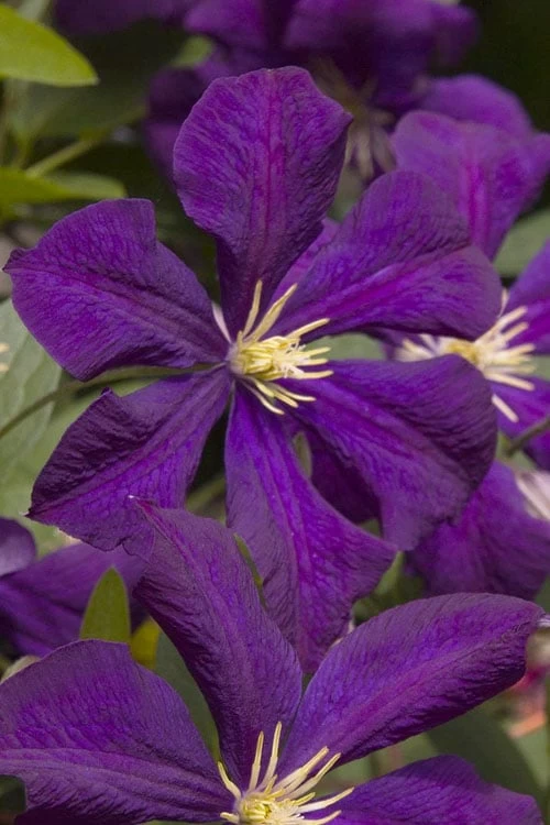 Jakmanii Purple Clematis - 1 Gallon Pot 3 Jakmanii Purple Clematis - 1 Gallon Pot