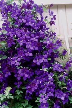 Jakmanii Purple Clematis - 1 Gallon Pot 11 Jakmanii Purple Clematis - 1 Gallon Pot -Outdoor Garden Store clematis jackmanii 9