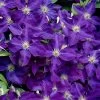 Jackmanii Superba Clematis - 1 Gallon Pot 2 Jackmanii Superba Clematis - 1 Gallon Pot -Outdoor Garden Store clematis jackmanii superba 1