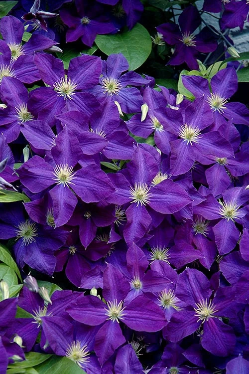 Jackmanii Superba Clematis - 1 Gallon Pot 3 Jackmanii Superba Clematis - 1 Gallon Pot