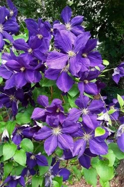 Jackmanii Superba Clematis - 1 Gallon Pot 11 Jackmanii Superba Clematis - 1 Gallon Pot -Outdoor Garden Store clematis jackmanii superba 3