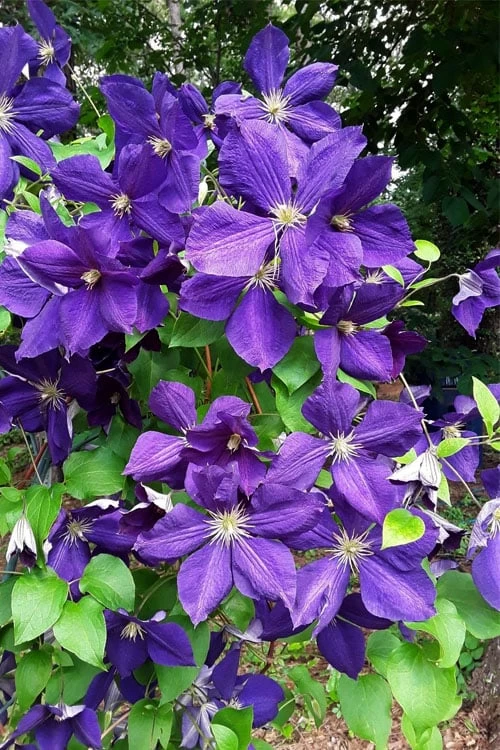 Jackmanii Superba Clematis - 1 Gallon Pot 6 Jackmanii Superba Clematis - 1 Gallon Pot - Image 4