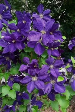 Jackmanii Superba Clematis - 1 Gallon Pot 12 Jackmanii Superba Clematis - 1 Gallon Pot -Outdoor Garden Store clematis jackmanii superba 4