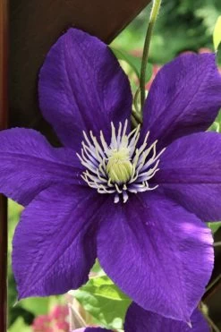 Jackmanii Superba Clematis - 1 Gallon Pot 13 Jackmanii Superba Clematis - 1 Gallon Pot -Outdoor Garden Store clematis jackmanii superba 5