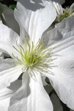John Huxtable Clematis - 1 Gallon Pot 11 John Huxtable Clematis - 1 Gallon Pot -Outdoor Garden Store clematis john huxtable 1