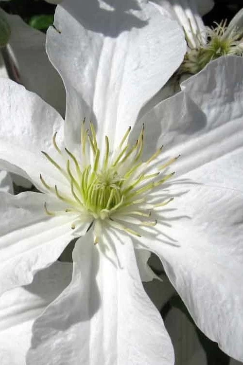 John Huxtable Clematis - 1 Gallon Pot 7 John Huxtable Clematis - 1 Gallon Pot - Image 5