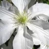John Huxtable Clematis - 1 Gallon Pot 1 John Huxtable Clematis - 1 Gallon Pot -Outdoor Garden Store clematis john huxtable 2