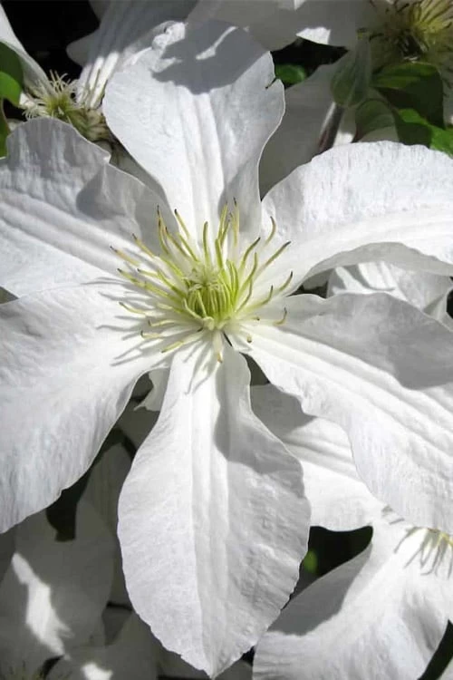 John Huxtable Clematis - 1 Gallon Pot 3 John Huxtable Clematis - 1 Gallon Pot