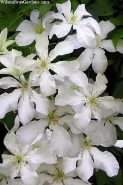 John Huxtable Clematis - 1 Gallon Pot 10 John Huxtable Clematis - 1 Gallon Pot -Outdoor Garden Store clematis john huxtable 3