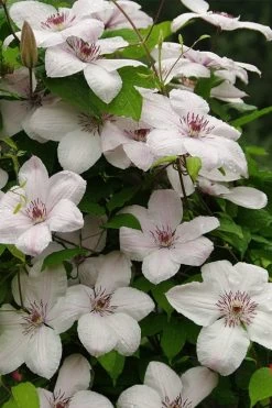 John Paul II Clematis - 1 Gallon Pot 12 John Paul II Clematis - 1 Gallon Pot -Outdoor Garden Store clematis john paul II 11
