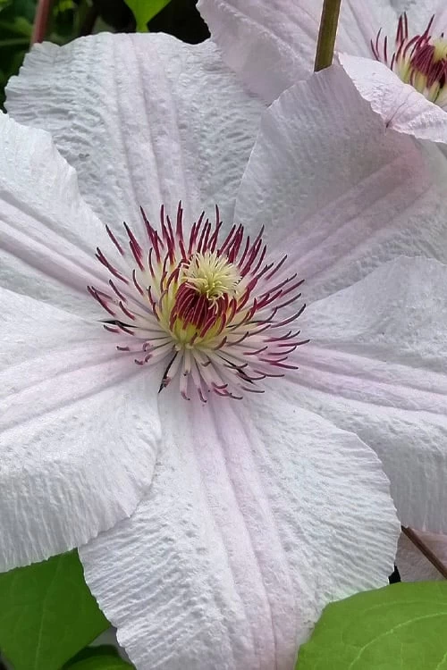 John Paul II Clematis - 1 Gallon Pot 6 John Paul II Clematis - 1 Gallon Pot - Image 4