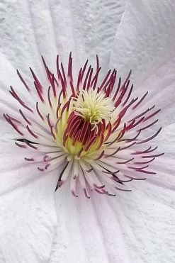 John Paul II Clematis - 1 Gallon Pot 13 John Paul II Clematis - 1 Gallon Pot -Outdoor Garden Store clematis john paul II 5