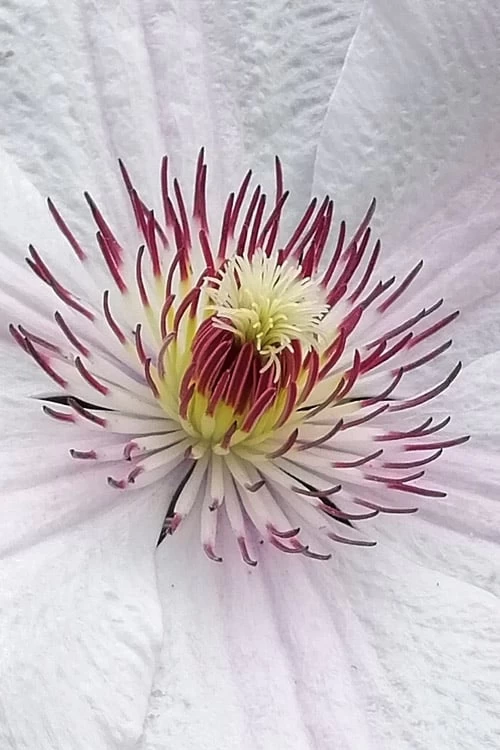 John Paul II Clematis - 1 Gallon Pot 8 John Paul II Clematis - 1 Gallon Pot - Image 6