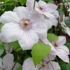 John Paul II Clematis - 1 Gallon Pot 2 John Paul II Clematis - 1 Gallon Pot -Outdoor Garden Store clematis john paul II 8