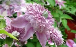 Josephine Clematis - 1 Gallon Pot 11 Josephine Clematis - 1 Gallon Pot -Outdoor Garden Store clematis josephine 15