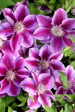 Killian Donahue Clematis - 1 Gallon Pot 15 Killian Donahue Clematis - 1 Gallon Pot -Outdoor Garden Store clematis killian donahue 2