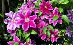 Killian Donahue Clematis - 1 Gallon Pot 14 Killian Donahue Clematis - 1 Gallon Pot -Outdoor Garden Store clematis killian donahue 3