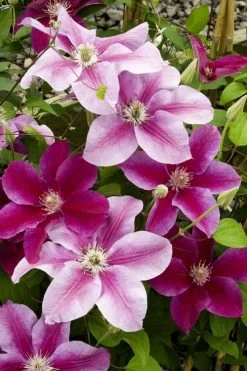 Killian Donahue Clematis - 1 Gallon Pot 12 Killian Donahue Clematis - 1 Gallon Pot -Outdoor Garden Store clematis killian donahue 4