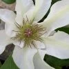 Kitty Clematis - 1 Gallon Pot 2 Kitty Clematis - 1 Gallon Pot -Outdoor Garden Store clematis kitty 14