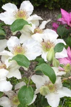 Kitty Clematis - 1 Gallon Pot 16 Kitty Clematis - 1 Gallon Pot -Outdoor Garden Store clematis kitty 3