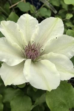 Kitty Clematis - 1 Gallon Pot 14 Kitty Clematis - 1 Gallon Pot -Outdoor Garden Store clematis kitty 4