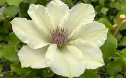 Kitty Clematis - 1 Gallon Pot 18 Kitty Clematis - 1 Gallon Pot -Outdoor Garden Store clematis kitty 8