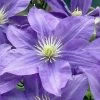 Lady Northcliffe Clematis - 1 Gallon Pot 2 Lady Northcliffe Clematis - 1 Gallon Pot -Outdoor Garden Store clematis lady northcliffe 1