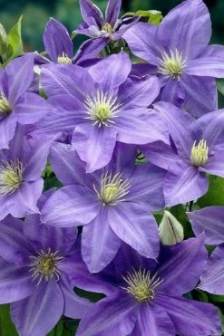 Lady Northcliffe Clematis - 1 Gallon Pot 9 Lady Northcliffe Clematis - 1 Gallon Pot -Outdoor Garden Store clematis lady northcliffe 2