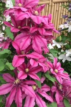 Liberation Clematis - 1 Gallon Pot 9 Liberation Clematis - 1 Gallon Pot -Outdoor Garden Store clematis liberation 4