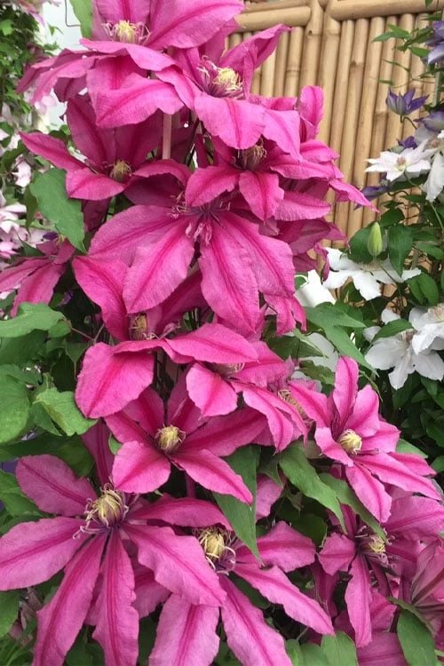 Liberation Clematis - 1 Gallon Pot 6 Liberation Clematis - 1 Gallon Pot - Image 4