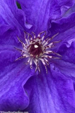 Lindsay Clematis - 1 Gallon Pot 9 Lindsay Clematis - 1 Gallon Pot -Outdoor Garden Store clematis lindsay 5