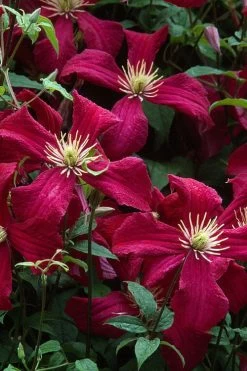 Madame Julia Correvon Clematis - 1 Gallon Pot 15 Madame Julia Correvon Clematis - 1 Gallon Pot -Outdoor Garden Store clematis madame julia correvon 7