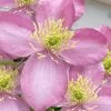 Montana Elizabeth Clematis - 1 Gallon Pot 1 Montana Elizabeth Clematis - 1 Gallon Pot -Outdoor Garden Store clematis montana elizabeth 10