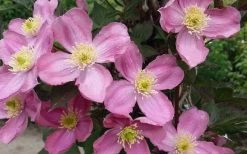 Montana Elizabeth Clematis - 1 Gallon Pot 13 Montana Elizabeth Clematis - 1 Gallon Pot -Outdoor Garden Store clematis montana elizabeth 2
