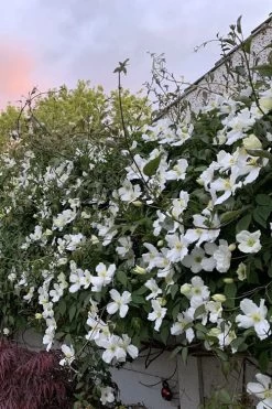 Grandiflora Montana Clematis - 1 Gallon Pot 15 Grandiflora Montana Clematis - 1 Gallon Pot -Outdoor Garden Store clematis montana grandiflora 1