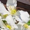 Grandiflora Montana Clematis - 1 Gallon Pot 2 Grandiflora Montana Clematis - 1 Gallon Pot -Outdoor Garden Store clematis montana grandiflora 13