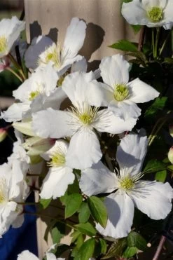 Grandiflora Montana Clematis - 1 Gallon Pot 14 Grandiflora Montana Clematis - 1 Gallon Pot -Outdoor Garden Store clematis montana grandiflora 9