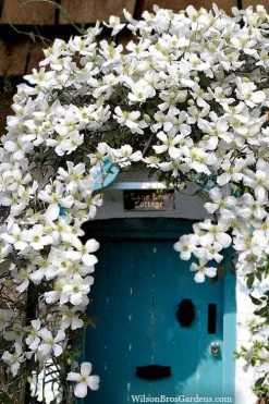 Grandiflora Montana Clematis - 1 Gallon Pot 13 Grandiflora Montana Clematis - 1 Gallon Pot -Outdoor Garden Store clematis montana grandiflora20copy