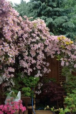 Mayleen Montana Clematis - 1 Gallon Pot 14 Mayleen Montana Clematis - 1 Gallon Pot -Outdoor Garden Store clematis montana mayleen 12