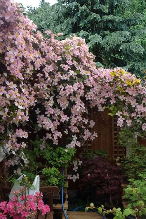 Mayleen Montana Clematis - 1 Gallon Pot 6 Mayleen Montana Clematis - 1 Gallon Pot - Image 4