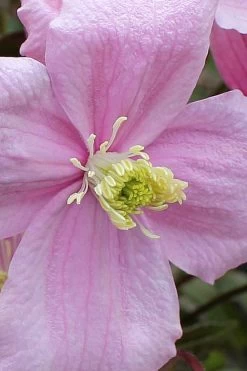 Mayleen Montana Clematis - 1 Gallon Pot 19 Mayleen Montana Clematis - 1 Gallon Pot -Outdoor Garden Store clematis montana mayleen 4