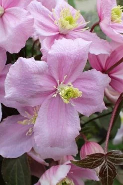 Mayleen Montana Clematis - 1 Gallon Pot 18 Mayleen Montana Clematis - 1 Gallon Pot -Outdoor Garden Store clematis montana mayleen 5