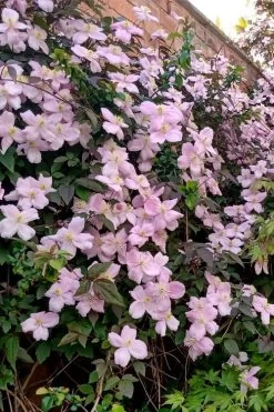 Mayleen Montana Clematis - 1 Gallon Pot 17 Mayleen Montana Clematis - 1 Gallon Pot -Outdoor Garden Store clematis montana mayleen 6