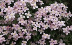 Montana Rubens Clematis - 1 Gallon Pot 14 Montana Rubens Clematis - 1 Gallon Pot -Outdoor Garden Store clematis montana rubens 12