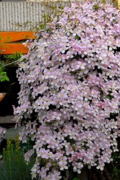 Montana Rubens Clematis - 1 Gallon Pot 13 Montana Rubens Clematis - 1 Gallon Pot -Outdoor Garden Store clematis montana rubens 8