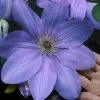 Mrs. Cholmondeley Clematis - 1 Gallon Pot 1 Mrs. Cholmondeley Clematis - 1 Gallon Pot -Outdoor Garden Store clematis mrs cholmondeley 11