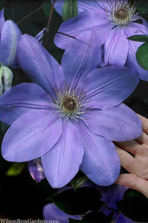 Mrs. Cholmondeley Clematis - 1 Gallon Pot 3 Mrs. Cholmondeley Clematis - 1 Gallon Pot
