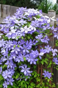Mrs. Cholmondeley Clematis - 1 Gallon Pot 11 Mrs. Cholmondeley Clematis - 1 Gallon Pot -Outdoor Garden Store clematis mrs cholmondeley 2